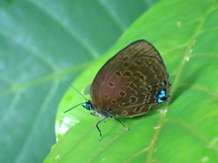 Arhopala