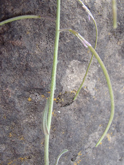 Boechera sparsiflora