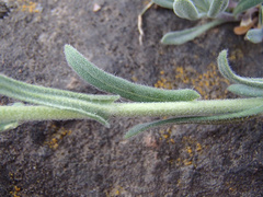 Boechera sparsiflora