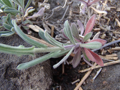 Boechera sparsiflora
