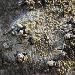 Lecanora symmicta