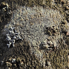 Lecanora symmicta