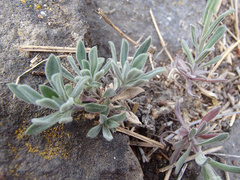 Boechera sparsiflora