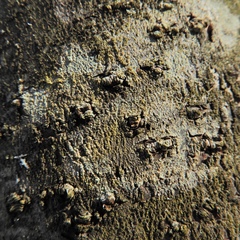 Lecanora symmicta