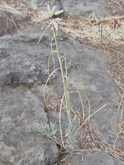 Boechera sparsiflora