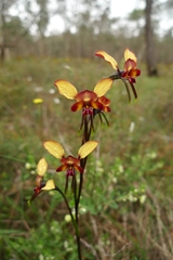 Diuris corymbosa