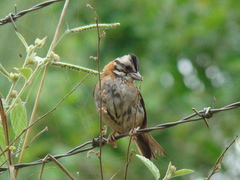 Zonotrichia capensis