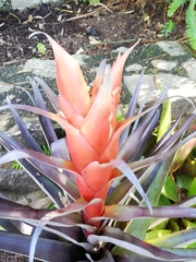 Tillandsia ponderosa