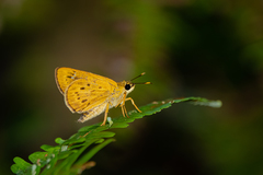 Thoressa monastyrskyi