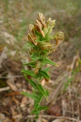 Pterostylis vittata