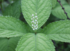 Chloranthus serratus