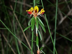 Pultenaea myrtoides