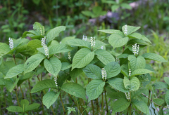 Chloranthus serratus