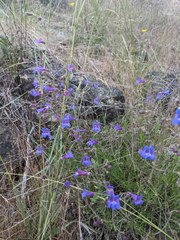 Penstemon filiformis