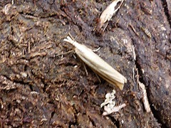 Orocrambus apicellus