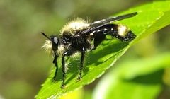 Laphria divisor
