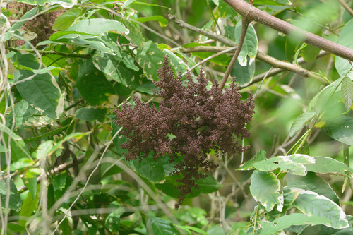 Ampelocissus martini observed 2021-05-01