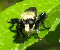 Laphria divisor