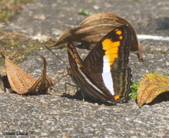 Adelpha malea goyama