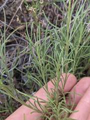 Penstemon filiformis