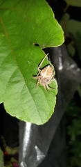 Eriophora edax