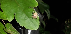 Eriophora edax
