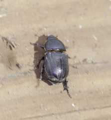 Euetheola