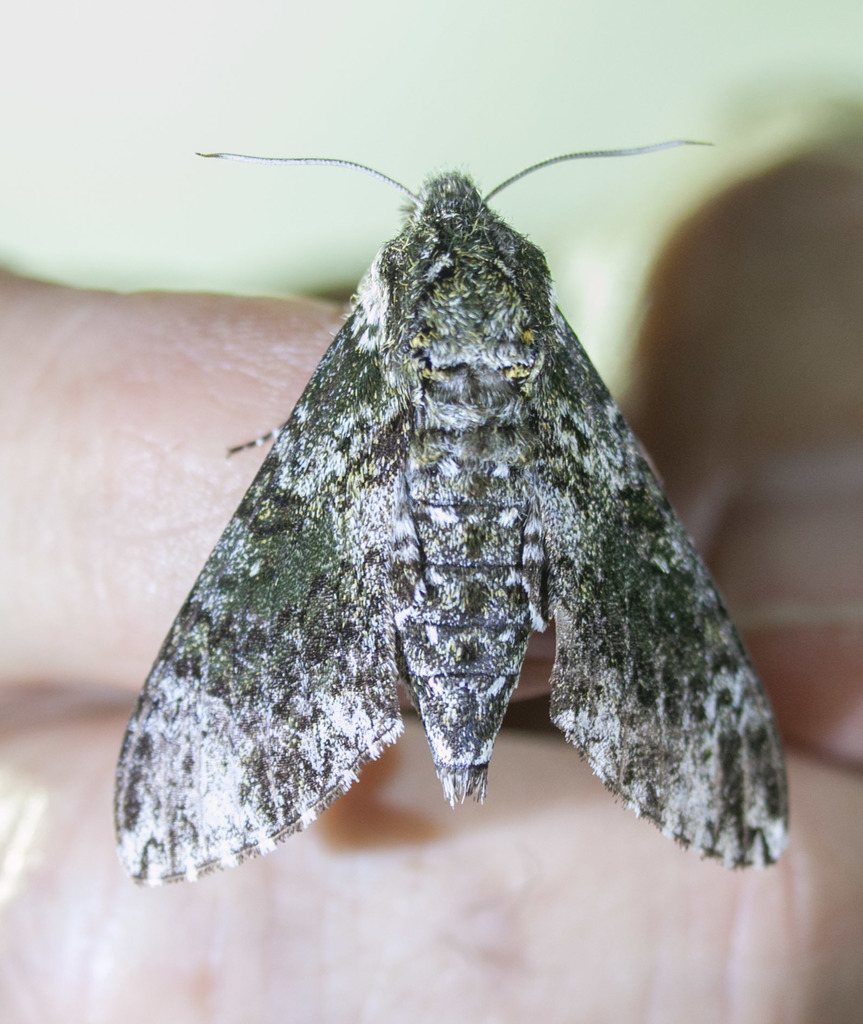 Pawpaw Sphinx from Lewisville, TX, USA on May 15, 2021 at 08:01 PM by ...