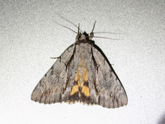 Catocala clintonii