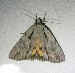 Catocala clintonii