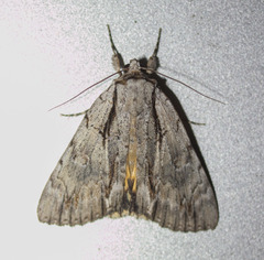 Catocala clintonii