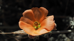 Sphaeralcea ambigua rugosa