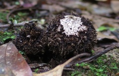 Lycoperdon compactum
