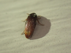Melandryidae