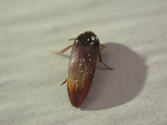 Melandryidae