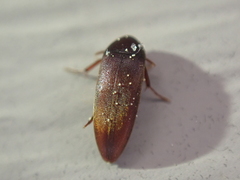 Melandryidae
