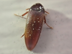 Melandryidae