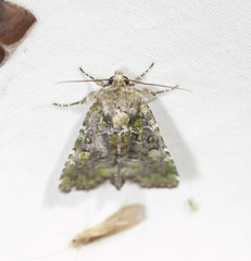 Oligia chlorostigma
