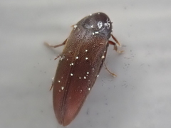 Melandryidae