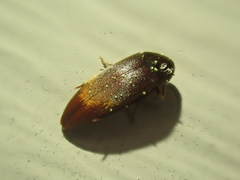 Melandryidae