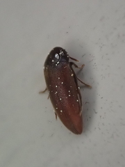 Melandryidae