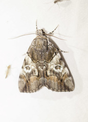 Catocala pretiosa