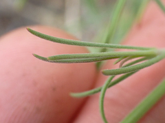 Penstemon filiformis