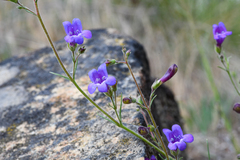 Penstemon filiformis