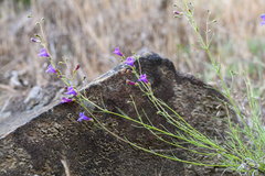 Penstemon filiformis