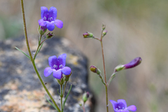 Penstemon filiformis