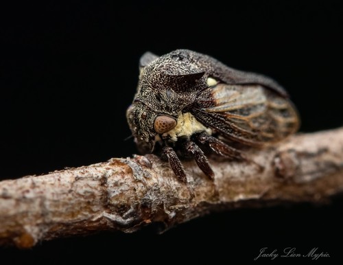 Paprastoji Kuprotoji Cikada nuotrauka