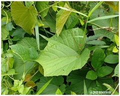 Ampelocissus indica