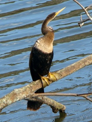 Anhinga anhinga