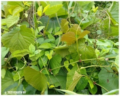 Ampelocissus indica
